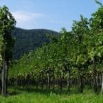 Viñedos y Paseos: Descubre los Sabores de Villa Yacanto