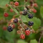 Descubre Villa Yacanto, el Encanto de las Montañas de Córdoba