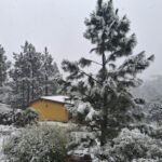 Pino cubierto de nieve y cabaña al fondo en el complejo Brisa Serrana, Villa Yacanto