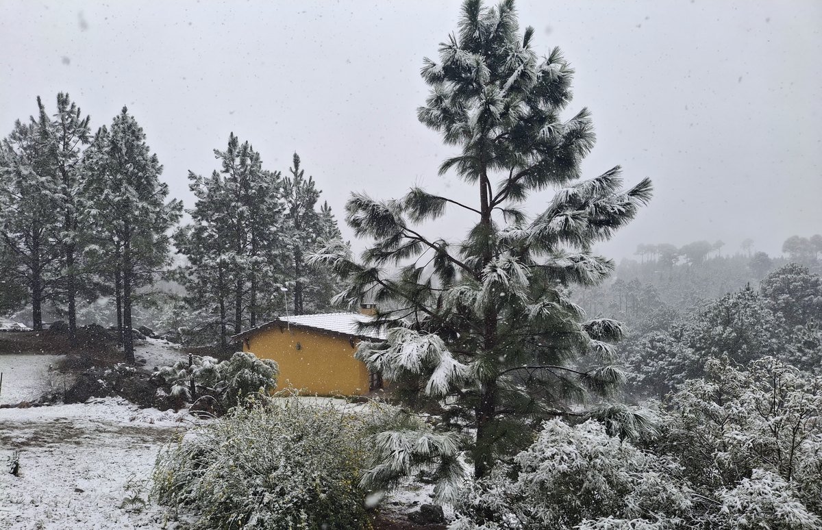Pino cubierto de nieve y cabaña al fondo en el complejo Brisa Serrana, Villa Yacanto