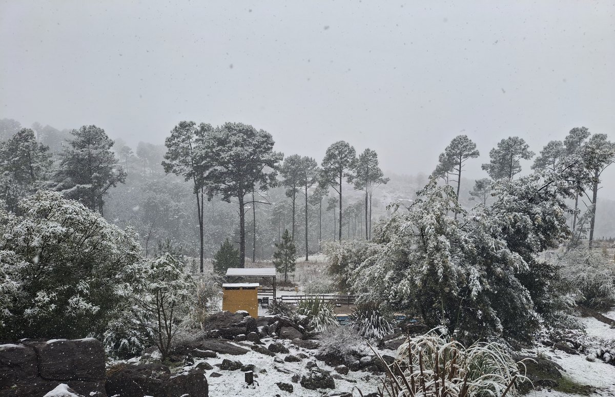 Predio del complejo Brisa Serrana con pinos y rocas cubiertos de nieve