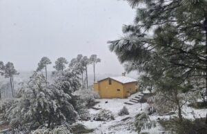 Cabaña Reyna Mora entre pinos cubiertos de nieve en el complejo Brisa Serrana