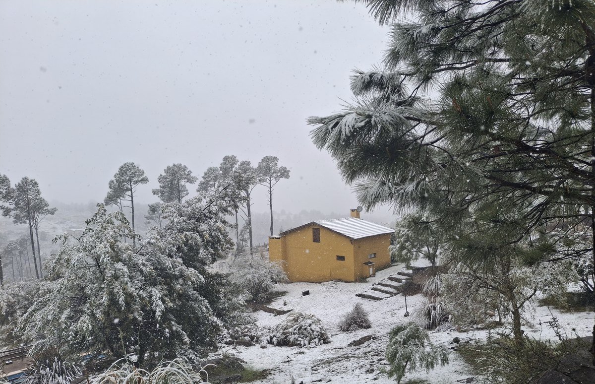 Cabaña Reyna Mora entre pinos cubiertos de nieve en el complejo Brisa Serrana